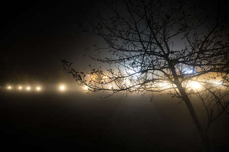 Trees and street lamps on a quiet foggy night. Foggy misty evening lamps in empty road at forest.の写真素材