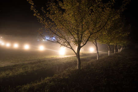 Trees and street lamps on a quiet foggy night. Foggy misty evening lamps in empty road at forest.の写真素材