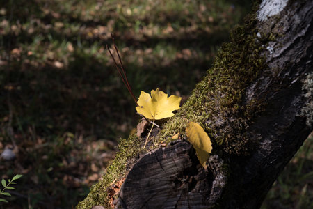 Amazing view with colorful autumn forest. Yellow leaf close up. Beautiful trees in fall season. Azerbaijan Natureの写真素材