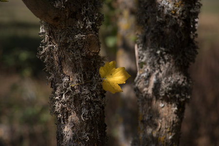 Amazing view with colorful autumn forest. Beautiful trees in fall season. Azerbaijan Natureの写真素材