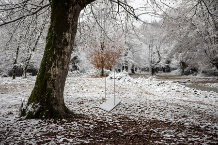 Scene of a single swing hanging from tree branch in winter snowy forest. Azerbaijan natureの写真素材