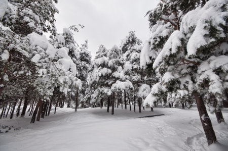 Winter trees in mountains covered with fresh snow. Beautiful landscape with branches of trees covered in snow. Mountain road in Caucasus. Azerbaijanの写真素材