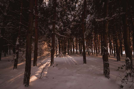 Sunset in the wood between the trees strains in winter period. Beautiful mountain forest during...