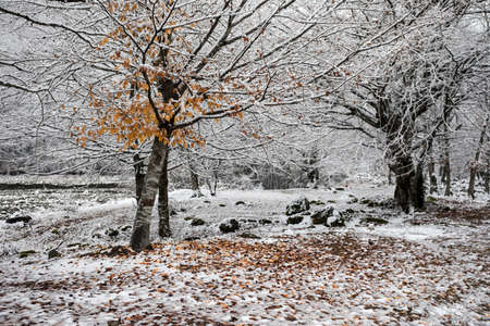 Winter trees in mountains covered with fresh snow. Yellow and red autumn leaves covered in snow....