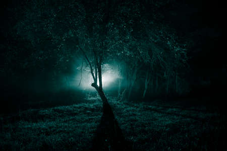 Dark night in forest at fog time. Surreal night forest scene. Horror halloween concept. Magical...