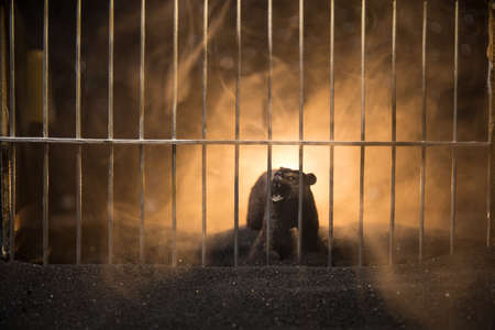 Silhouette of a Bear miniature standing in a zoo cage dreams of freedom. Creative decoration with colorful backlight with fog. Selective focusの写真素材
