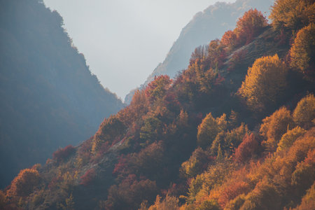 Amazing view with colorful autumn forest. Beautiful trees in fall season. Azerbaijan Natureの写真素材