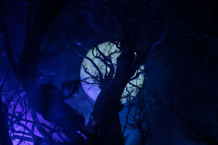Spooky dark landscape showing silhouettes of trees in the swamp on misty night. Night mysterious forest in cold tones. Tree branches against the full moon and dramatic cloudy night skyの写真素材