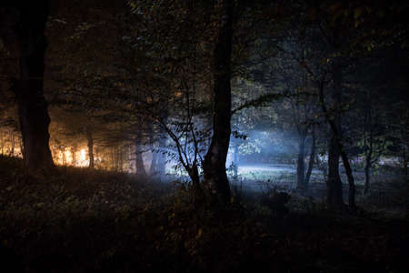 Dark night in forest at fog time. Surreal night forest scene. Horror halloween concept. Magical...