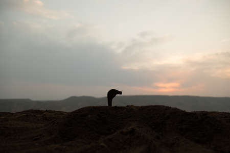 Silhouette of muslim prayer on sunset. Ramadan Kareem background. Praying people. Selective focusの写真素材