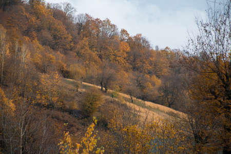 Amazing view with colorful autumn forest with asphalt mountain road at sunset. Beautiful landscape...