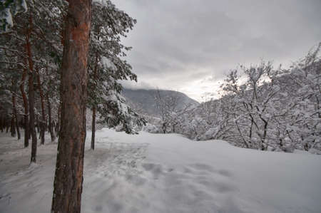 Winter trees in mountains covered with fresh snow. Beautiful landscape with branches of trees...