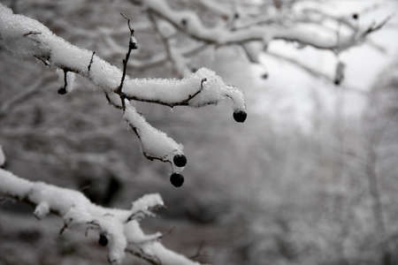 Winter trees in mountains covered with fresh snow. Closeup tree branches covered in snow. Mountain...