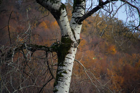 Amazing view with colorful autumn forest with asphalt mountain road at sunset. Beautiful landscape with empty road, trees and sunlight in the evening in autumn. Travel background. Natureの写真素材