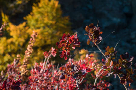 Red and Orange Autumn Leaves Background. Outdoor. Azerbaijan. Caucasusの写真素材