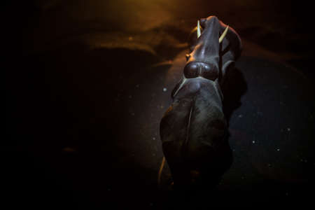 Elephant fighing silhouettes on fire background or Two elephant bulls interact and communicate while play fighting. Creative table decoration with colorful backlight with fog. Selective focusの写真素材