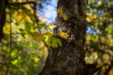 Amazing view with colorful autumn forest. Beautiful trees in fall season. Azerbaijan Nature