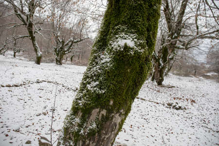 Winter trees in mountains covered with fresh snow. Beautiful landscape with branches of trees...