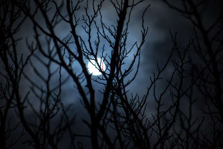 The full moon in cloudy sky seen through branches of trees at night. selective focusの写真素材