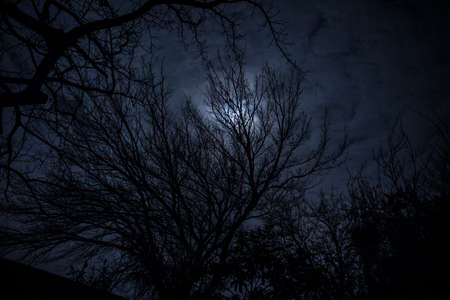 The full moon in cloudy sky seen through branches of trees at night. selective focus