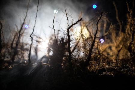 Spooky dark landscape showing silhouettes of trees in the swamp on misty night. Night mysterious forest in fire and dramatic cloudy night skyの写真素材
