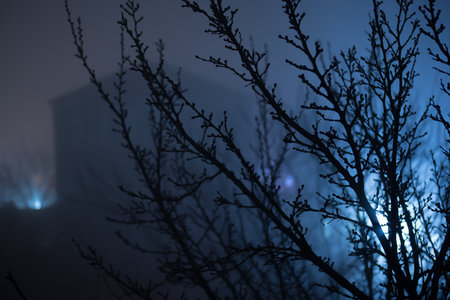 Misty dark forest with thorny tree branches and fog. Misty night in the forest during spring time.
