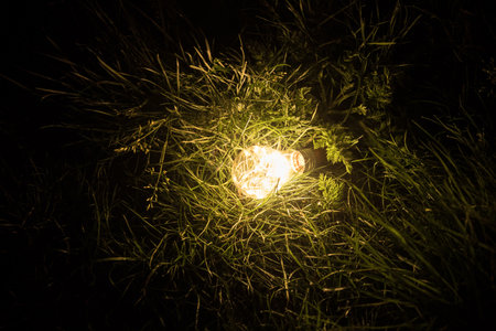 illuminating a spherical ground garden lamp of white color lies on a green lawn in the grass in the backyard of the park, closeup of a lighting fixture a night scene in the dark.の写真素材