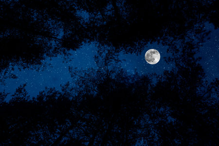 Beautiful night sky in forest. Full moon and stars over pine trees at night in mountain forest.の写真素材
