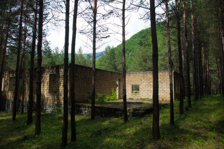 Old abandoned building in forest, Facade ruins of industrial factory. Spring long pine forest.の写真素材