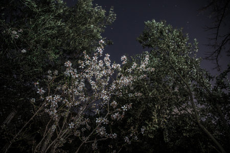 Bloom flower apricot tree. Apricot tree flowers with soft focus. Spring white flowers on a tree branch during night time. Apricot tree in bloom.の写真素材