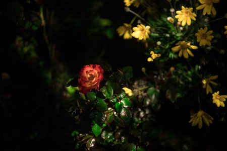 Garden of colorful Chamomile flowers and roses at night close up. low key lightの写真素材