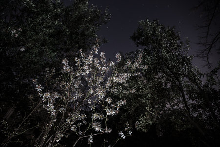 Bloom flower apricot tree. Apricot tree flowers with soft focus. Spring white flowers on a tree branch during night time. Apricot tree in bloom.の写真素材