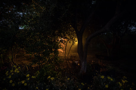 mysterious pathway. Footpath in the dark, foggy, autumnal, mysterious forest. long exposure shotの写真素材