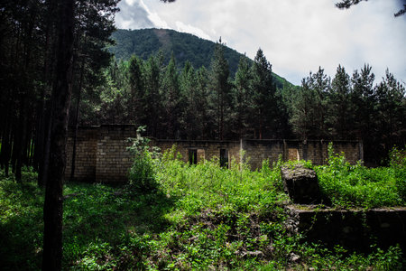 Old abandoned building in forest, Facade ruins of industrial factory. Spring long pine forest.の写真素材