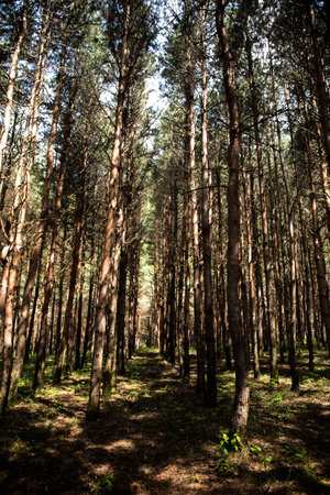Forest landscape.Beautiful forest nature. Tall old pine trees. Summer sunny day. azerbaijan natureの写真素材