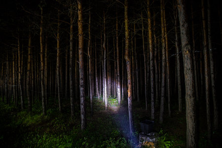 Beautiful night landscape shot in scary forest. Magical lights sparkling in mysterious pine forest at night. long exposure shotの写真素材
