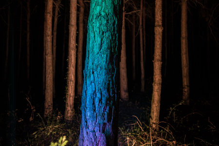 Bark of tree at the dark forest at night. Long exposure photo of tree bark. selective focusの写真素材