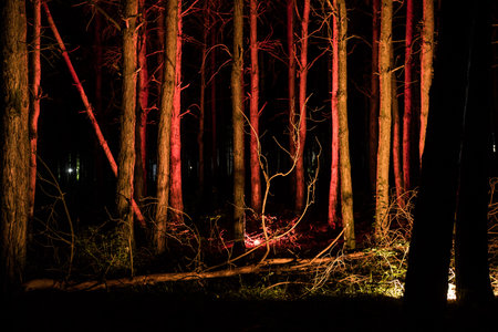 magical lights sparkling in mysterious forest at night. Nightmare pine forest. long exposure shotの写真素材