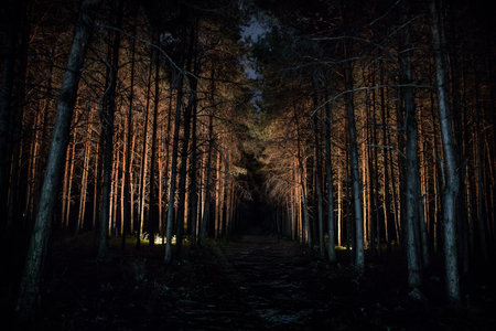 magical lights sparkling in mysterious forest at night. Nightmare pine forest. long exposure shotの写真素材