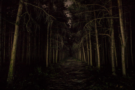 magical lights sparkling in mysterious forest at night. Nightmare pine forest. long exposure shotの写真素材
