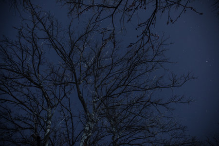Misty dark forest with thorny tree branches and fog. Misty night in the forest during spring time.の写真素材