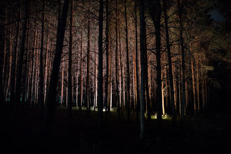 magical lights sparkling in mysterious forest at night. Nightmare pine forest. long exposure shotの写真素材
