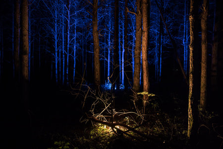 magical lights sparkling in mysterious forest at night. Nightmare pine forest. long exposure shotの写真素材