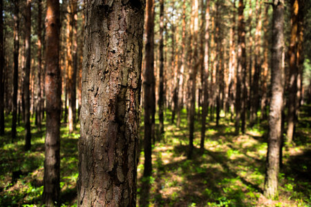 Forest landscape.Beautiful forest nature. Tall old pine trees. Summer sunny day. azerbaijan natureの写真素材