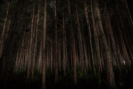 magical lights sparkling in mysterious forest at night. Nightmare pine forest. long exposure shotの写真素材