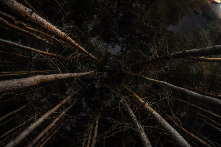 Pine trees in the night sky at forest. Beautiful night in wild forest. long exposure shotの写真素材