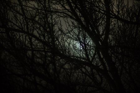 Misty dark forest with thorny tree branches and fog. Misty night in the forest during spring time.の写真素材