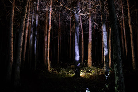 Bark of tree at the dark forest at night. Long exposure photo of tree bark. selective focusの写真素材