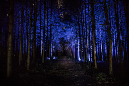 magical lights sparkling in mysterious forest at night. Nightmare pine forest. long exposure shotの写真素材