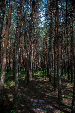 Forest landscape.Beautiful forest nature. Tall old pine trees. Summer sunny day. azerbaijan natureの写真素材